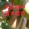 大连特种苗木培育有限公司的一亩田店铺