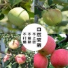 贾孝义的一亩田店铺