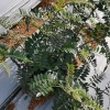 柳州洪盛植保有限公司的一亩田店铺