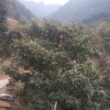李成莲的一亩田店铺