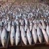 郭玉仙的一亩田店铺