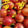 老贾水果有限代办公司的一亩田店铺