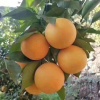 小张橙子代办一手货源的一亩田店铺