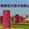 智卿花卉苗木有限公司的一亩田店铺