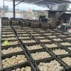 硕锦蛋品的一亩田店铺
