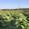 木木薯叶的一亩田店铺