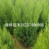 绿林花木场的一亩田店铺