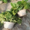 定东绿萝种植基地的一亩田店铺