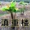沙库杂林的一亩田店铺
