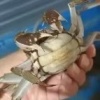 司丹桂的一亩田店铺