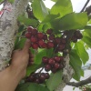 东星大樱桃种植园的一亩田店铺