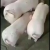 周阳文的一亩田店铺