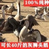张亚男的一亩田店铺