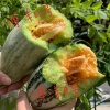 豆月民的一亩田店铺