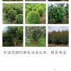 农丰种植合作社的一亩田店铺
