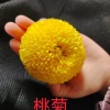 鹿邑县易承菊花种植合作社的一亩田店铺