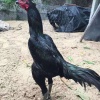 李志长的一亩田店铺