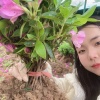 靖婷苗圃的一亩田店铺