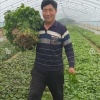 王凯丽的一亩田店铺