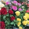 昆明发昭花卉有限公司。的一亩田店铺
