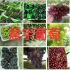 饶阳县晨宇果蔬专业合作的一亩田店铺