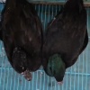 蒙春的一亩田店铺