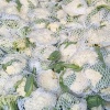 石家庄东 石家庄东浩蔬菜市场的一亩田店铺