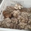 李成臣的一亩田店铺