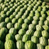 三疆瓜果业的一亩田店铺