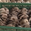 高晓虎的一亩田店铺