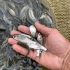 雄佳农业公司的一亩田店铺
