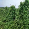 云南富腾农业科技责任有限公司的一亩田店铺