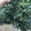 梁栋军的一亩田店铺