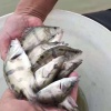 宿迁渔明飞水产的一亩田店铺