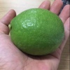 陈江鹏的一亩田店铺