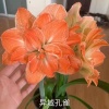 袁小燕的一亩田店铺
