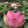 张小平的一亩田店铺