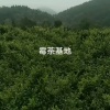 胡运凤的一亩田店铺