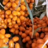 辽宁然冉沙棘苗木培育基地的一亩田店铺