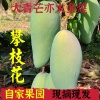 罗再平的一亩田店铺