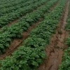 孔海荣的一亩田店铺