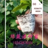 绿蔬源种苗的一亩田店铺