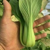 张立江农资经营部的一亩田店铺