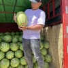 王勤珊的一亩田店铺