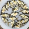 张树海的一亩田店铺
