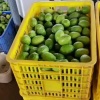 广东春柠农业科技有限公司的一亩田店铺