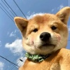 曾威的一亩田店铺