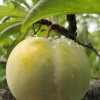 永盛蜂糖李种植有限公司的一亩田店铺