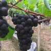范旭丹的一亩田店铺