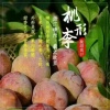 王秋文的一亩田店铺